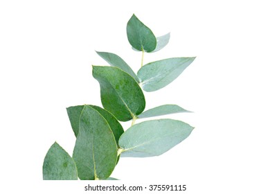 Eucalyptus Isolated On White Stock Photo 375591115 | Shutterstock