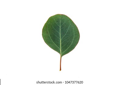 Eucalyptus Leaf Close-up  Isolated On A White Background. 