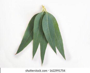 Eucalyptus Leaf Isolated On White Background Use As Ingredient In Cosmetic Product And Is A Medicinal Herb, Close Up Shot Photo.