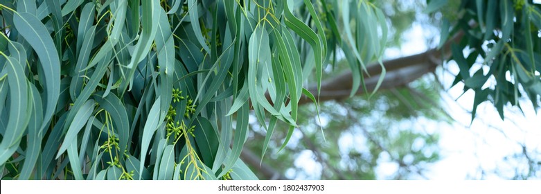 eucalyptus leaves. branch eucalyptus tree nature outdoor background. banner - Shutterstock ID 1802437903