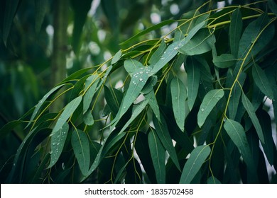 Eucalyptus leaves. branch eucalyptus tree nature background - Shutterstock ID 1835702458