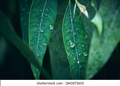 Eucalyptus leaves. branch eucalyptus tree nature background - Shutterstock ID 1841873653