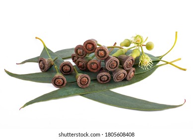 145 Eucalipto flower Images, Stock Photos & Vectors | Shutterstock