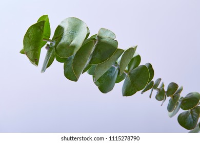Eucalyptus Leaves Isolated On White Background Stock Photo 1104843119 ...