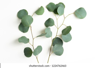 Eucalyptus Leaves Isolated on White Background - Shutterstock ID 1224762463