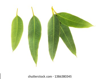 Eucalyptus Leaves Isolated On White Background.