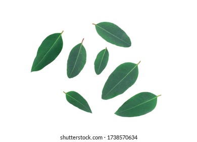 Eucalyptus leaves isolated on a white background. - Shutterstock ID 1738570634