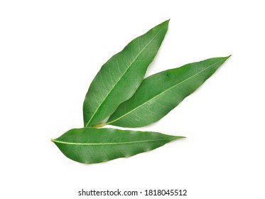 Eucalyptus Leaves Isolated On White Background.