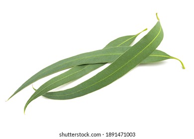 Eucalyptus Leaves Isolated On White Background