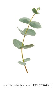 Eucalyptus leaves isolated on white background. Evergreen plant of the family Myrtaceae.
