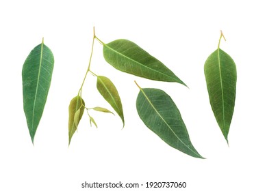 Eucalyptus Leaves Isolated On White Background.