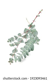 Eucalyptus Leaves Isolated On White Background Stock Photo 1923093461 ...