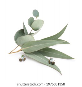 Eucalyptus leaves isolated on white background - Shutterstock ID 1975351358