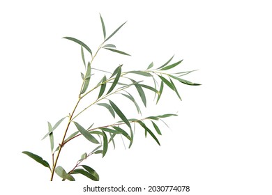 Eucalyptus leaves isolated on white background. Fresh green eucalyptus branch