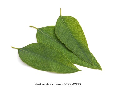 Eucalyptus Leaves Isolated On A White Background