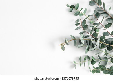 Eucalyptus leaves on white background. Frame made of eucalyptus branches. Flat lay, top view
