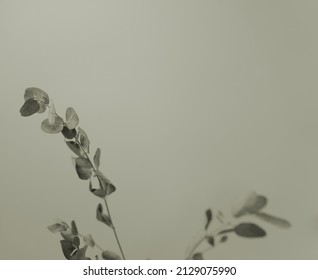 Eucalyptus leaves stem branches with monochromatic neutral grey and space. Minimalist floral nature design.