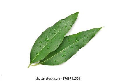Eucalyptus leaves with water droplets isolated on white background with clipping path.