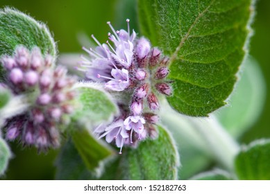 Eucalyptus Mint In Bloom