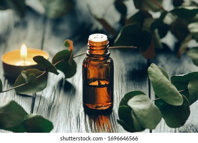 Eucalyptus oil and eucalyptus leaves. Organic eucalyptus oil from Australian eucalyptus bush  - Shutterstock ID 1696646566