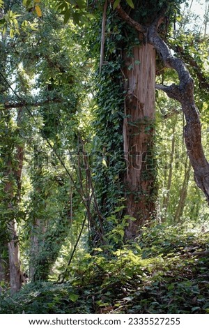 Eucalyptus peeling bark in a green spring forest with lush green trees in Bay Area 