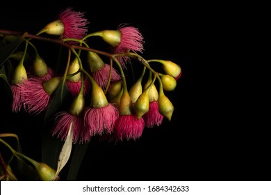 Eucalyptus Petiolaris Native Australian Gum Tree Flowers