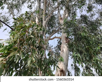 Eucalyptus Plant, Blue Gum, Mountain Gum Tree