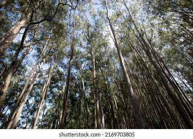 Eucalyptus plantation from below, highlighting the treetop and the blue sky. Sao Paulo state, Brazil