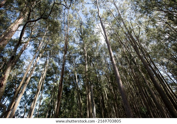 Eucalyptus plantation from below,\
highlighting the treetop and the blue sky. Sao Paulo state,\
Brazil