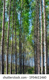 Eucalyptus plantation for the cellulose industry and timber extraction for construction and furniture
