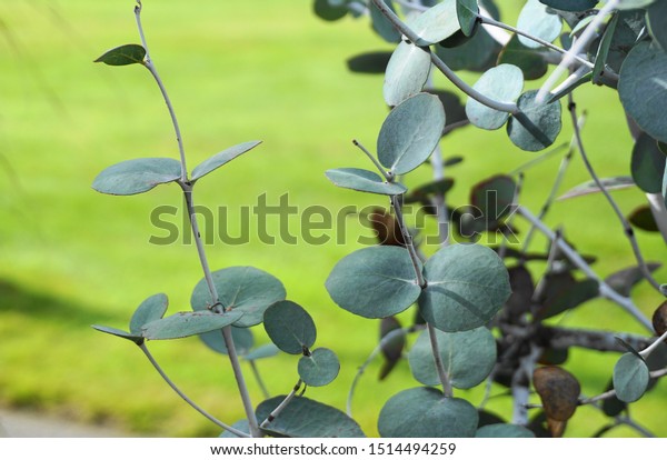 Eucalyptus Pulverulenta Shrub Exotic Silvery Grey Stock Photo Edit Now