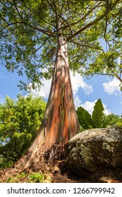 Eucalyptus Rainbow, (eucalyptus Deglupta)