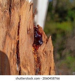 Eucalyptus Red Resin Kino Flows on the Bark of Eucalyptus Close Up