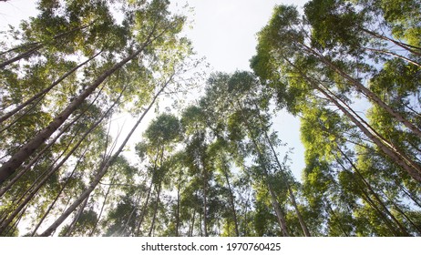 Eucalyptus Reforestation. Eucalyptus Wood Is Used To Produce Paper And Pulp.