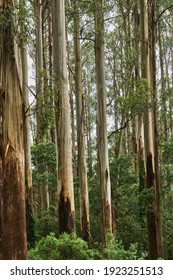Eucalyptus Regnans, known as mountain ash, swamp gum, or stringy gum, is a species of medium-sized to very tall forest tree that is native to Tasmania and Victoria, Australia. It is a 