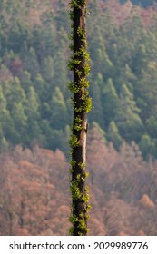 The Eucalyptus Regrowth In Bushfire Affected Areas, Tasmania, Australia