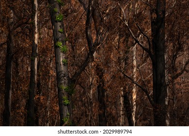 The Eucalyptus Regrowth In Bushfire Affected Areas, Tasmania, Australia