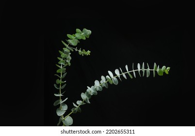 Eucalyptus Round Leaves On Black Background,border 