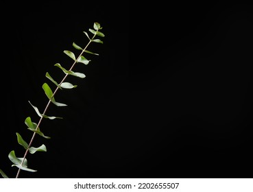 Eucalyptus Round Leaves On Black Background,border