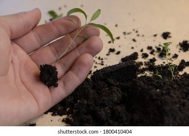 299 Eucalyptus sapling Images, Stock Photos & Vectors | Shutterstock