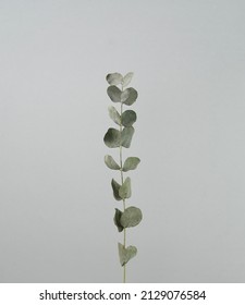 Eucalyptus stem. Botanic green dry leaves isolated against neutral silver gray clean background. Minimal, wall art style.