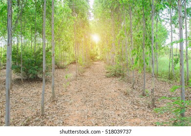 eucalyptus tree
