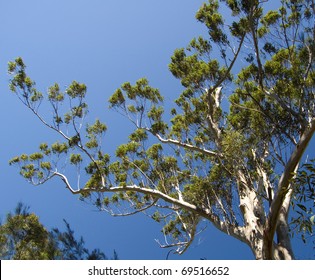 Eucalyptus Tree Against Deep Blue Summer Skies; Glass House Mountains, Queensland, Australia.