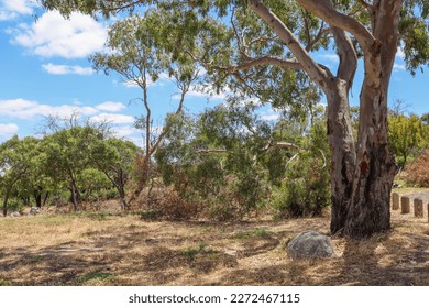 eucalyptus tree in australian bushland