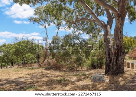 eucalyptus tree in australian bushland