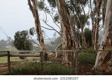 eucalyptus tree in australian bushland on a foggy morning in fenced off cliff face overlooking werribee river