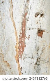 Eucalyptus tree bark texture, Bark of eucalyptus tree, seamless texture, a eucalyptus tree bark texture background image