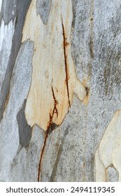 Eucalyptus tree bark texture, Bark of eucalyptus tree, seamless texture, a eucalyptus tree bark texture background image