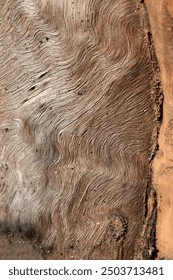 Eucalyptus tree bark texture, Bark of eucalyptus tree, seamless texture, a eucalyptus tree bark texture background image