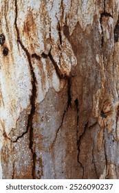 Eucalyptus tree bark texture, Bark of eucalyptus tree, seamless texture, a eucalyptus tree bark texture background image